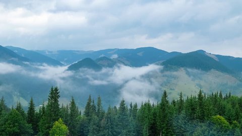 Time lapse clouds moving over pine tree highland forest. Foggy morning landscape at Carpathian mountains. Ukraine destinations and nature