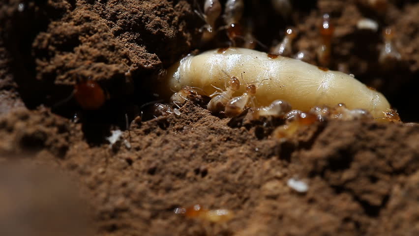 Termite Queen Hole Stock Footage Video 100 Royalty Free Shutterstock