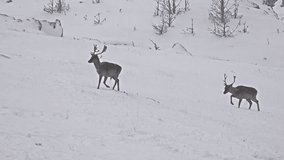 4k Large white tailed deer buck in an snow open meadow, uhd stock video