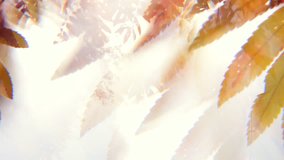 Splendid pan view of autumn scene with fantasy light through Ashberry leaves in a surreal forest. Cinematic nature background with double exposure effect. Slow motion hd footage. 1920x1080
 - Powered by Shutterstock - Get 15% off with code: PIKWIZARD15