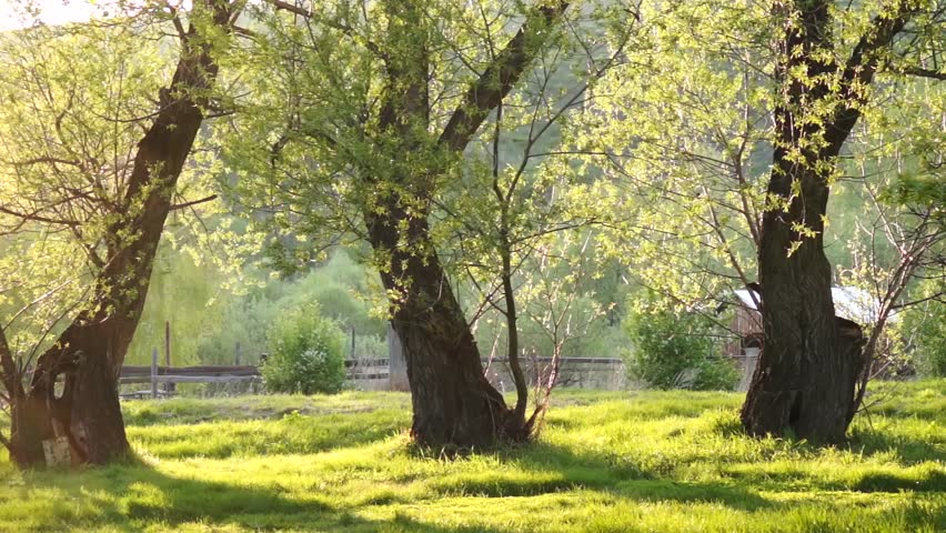 Flowers and grass trembling in cold morning dew