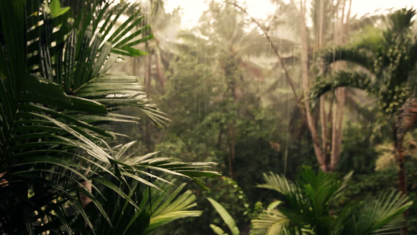 Palms and trees waving to the wind of a storm and rain in a tropical jungle