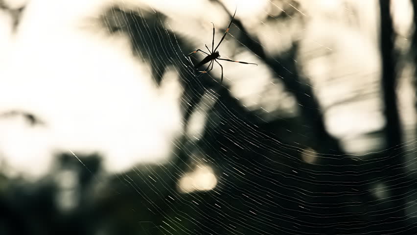 Close up of a spider working on its web and soft shapes of palms in background 