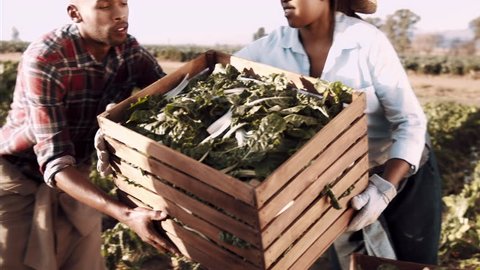 4k steadicam medium shot of farmers and workers passing loaded baskets full of produce on the farm with sun flare.  Stock Video