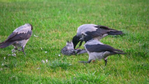 Hooded crow (Corvus cornix, also called hoodiecrow) tear out dead bird on green grass. Wilderness scene.