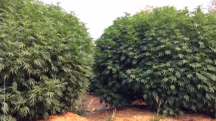 Марихуана дерево семена марихуаны купить