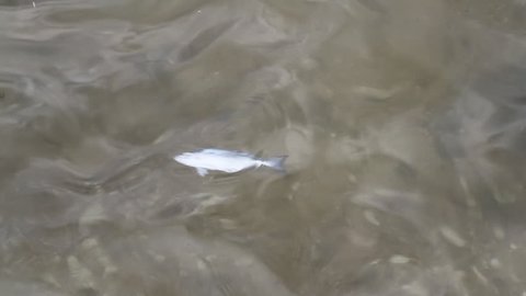 Dead fish in the sea