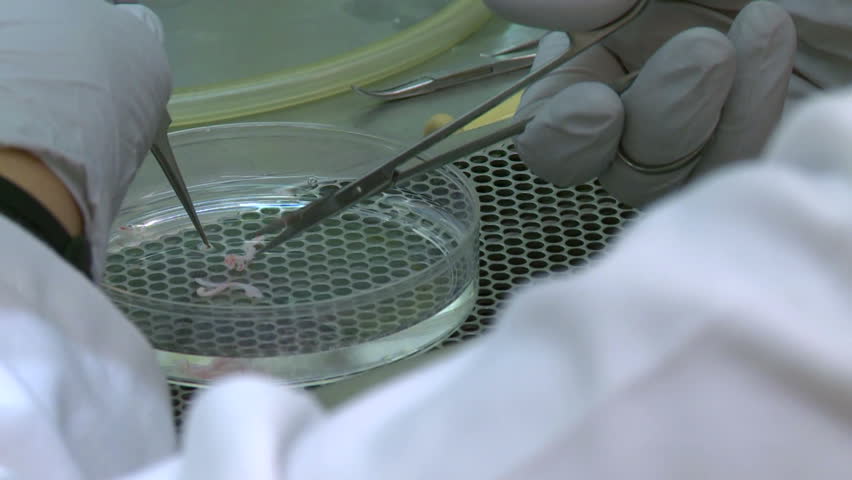 Lab tech works with sample in petri dish