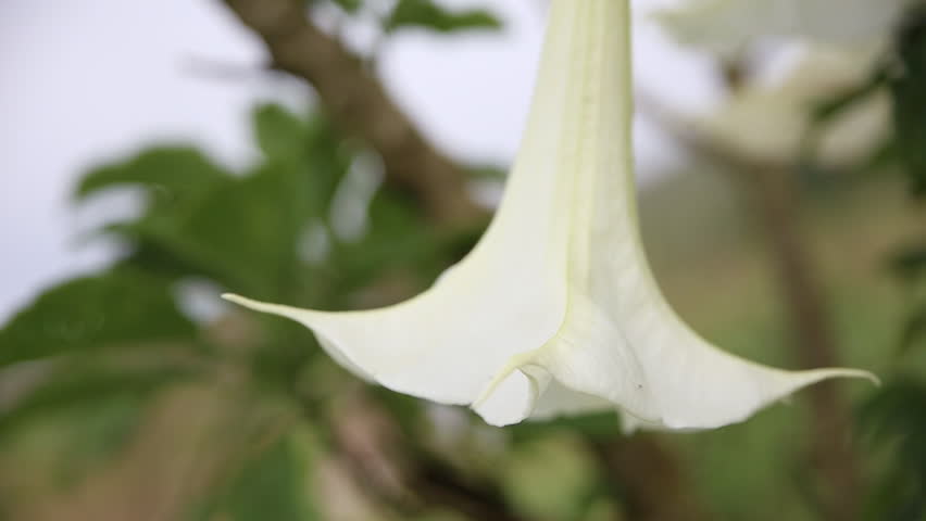 Datura Angels Trumpet Blossoms And の動画素材 ロイヤリティフリー Shutterstock