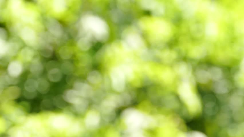 domæne interpersonel Nogen som helst Boke Background Nature Blur 4k Stock Footage Video (100% Royalty-free)  11914928 | Shutterstock