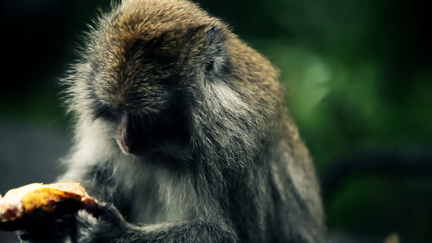 Close up of colorful monkey eating banana / HD1080 / 30fps