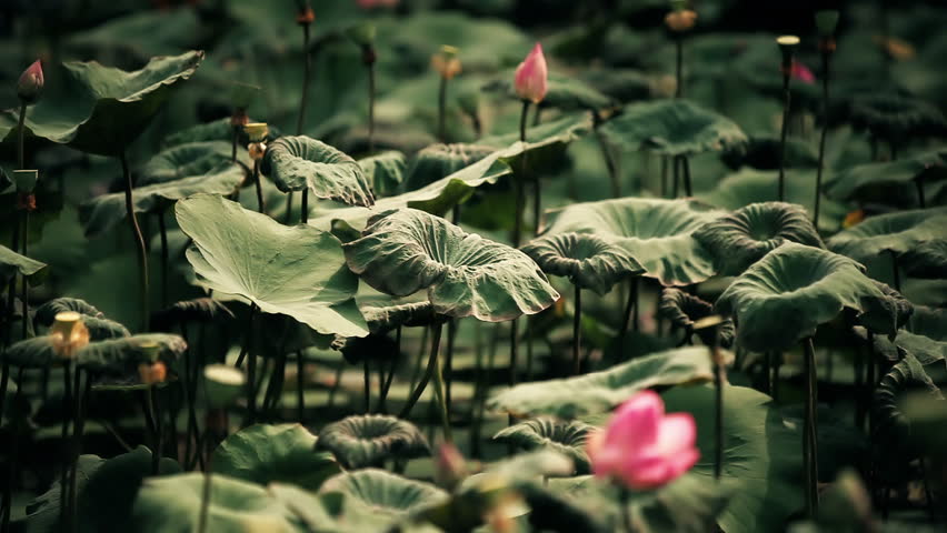 Different scenes of beautiful lotus plants gently moved by wind, shot in an
