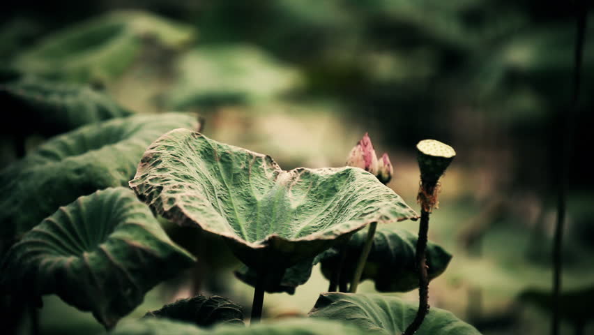 Different scenes of beautiful lotus plants gently moved by wind, shot in an