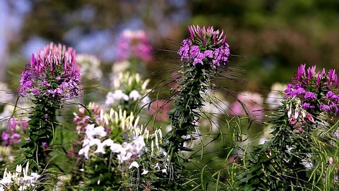 Cleome Hassleriana Commonly Known As Stock Footage Video 100 Royalty Free 1008782507 Shutterstock