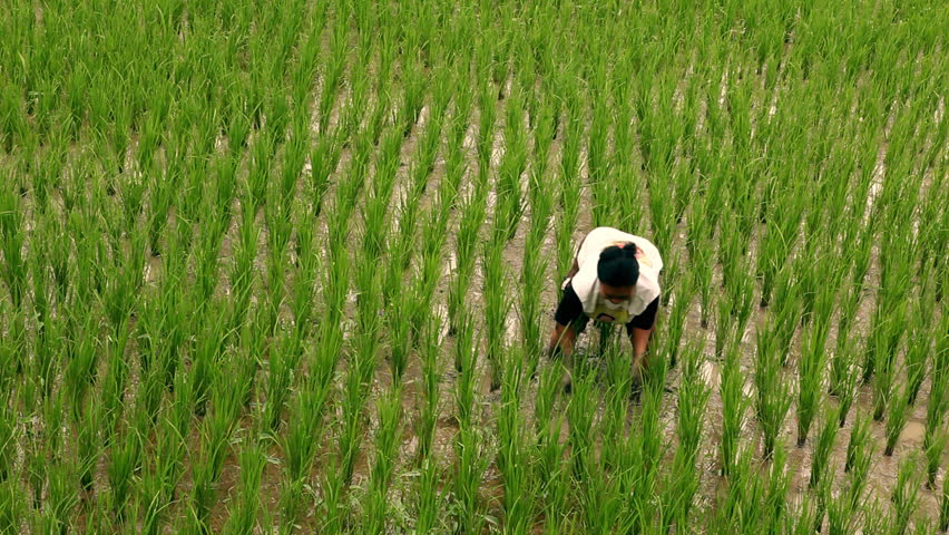 Slow motion shots of asian farmers planting rice in muddy wet rice field. Exotic