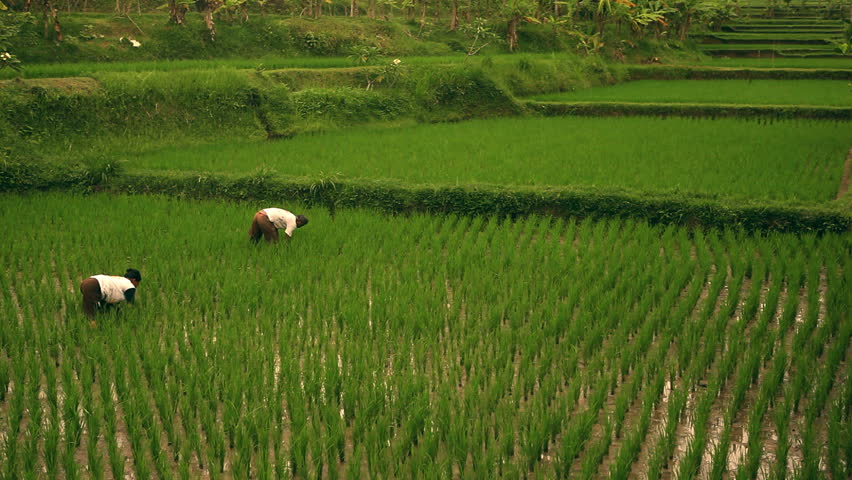 Slow motion shots of asian farmers planting rice in muddy wet rice field. Exotic