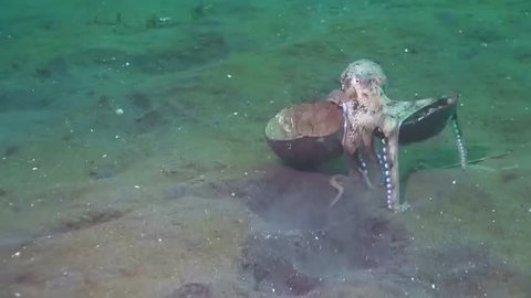 An octopus carries the shell of a coconut underwater across the sea bed