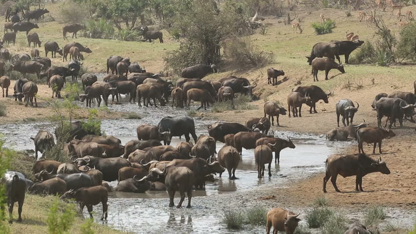 Large herd of African buffaloes (Syncerus caffer) gathering at a river to drink, Kruger National Park, South Africa