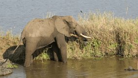 An large African bull elephant (Loxodonta africana) feeding in a river, Kruger National Park, South Africa