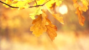Autumn, Fall. Bright colorful autumn leaves swaying on the wind. Beautiful Fall Forest. Autumnal blurred background. Slow motion video footage full HD 1920x1080p, high speed camera shot 240 fps