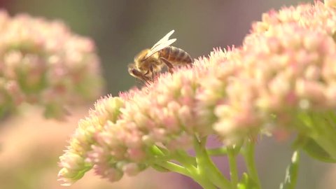 Honey bee on beautiful flower working. Fluffy honey bee collecting nectar on the blossom. Green nature blurred background. Super slow motion video footage. High speed camera shot. Full HD 1920x1080p
