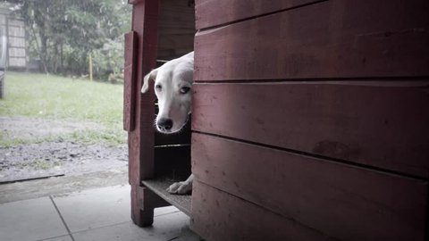 White dog frightened by rain and thunderstorm. 4k