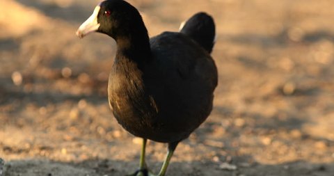American Coot foraging in the dawn light pecks at the ground