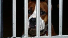 Staffordshire terrier sad in animal shelter behind chain fence