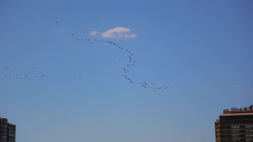 Birds fly around the building