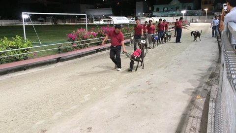 VUNGTAU, VIETNAM - JUNE 12, 2015: Unidentified trainers present their dogs before the dogs race. It is the only gambling allowed in communist Vietnam. 