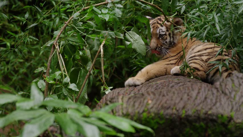 siberian tiger cup slow motion, (Panthera tigris altaica)
