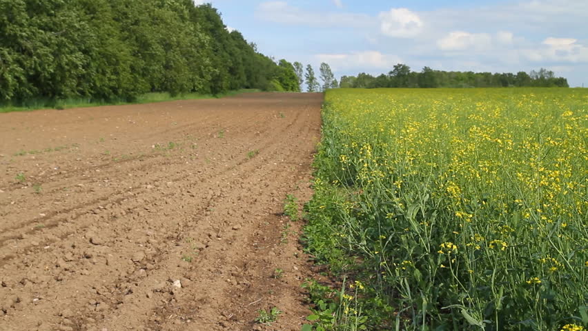 plowed field, spring Rape field