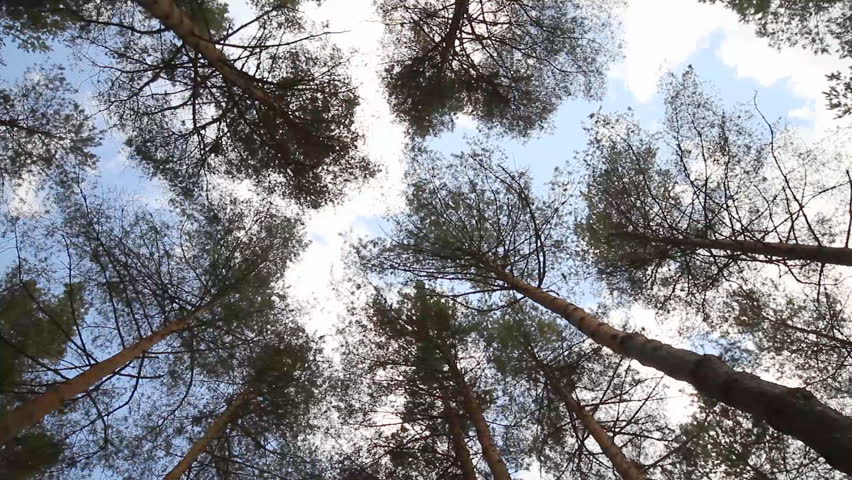 pine trees swaying in the wind, sky