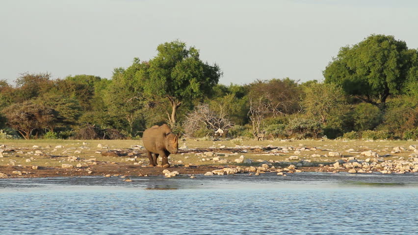 Black rhino walks up to waters edge 