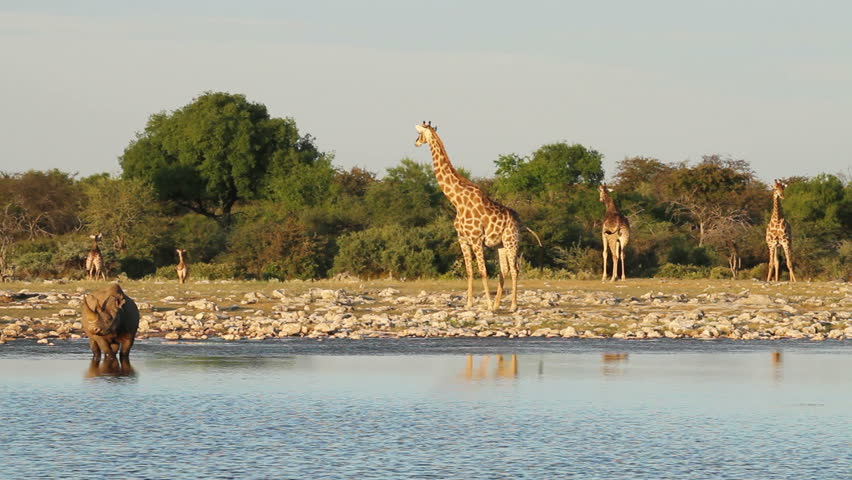 Black Rhino drinking at Etosha with giraffe in the background