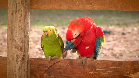 Red and Green Exotic Parrots