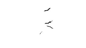 Bats flying isolated on white background