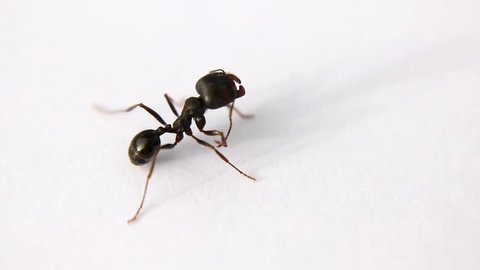 Black ant on a white background in a close-up. The movement of an ant with its legs and arms. FHD.