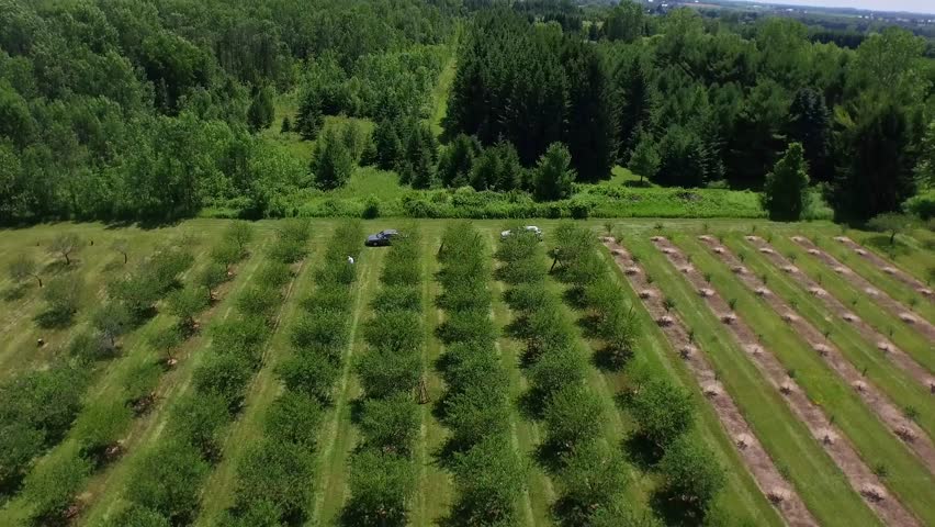 Flying forward tilting down over tree rows (Forestville, WI - July 2015)