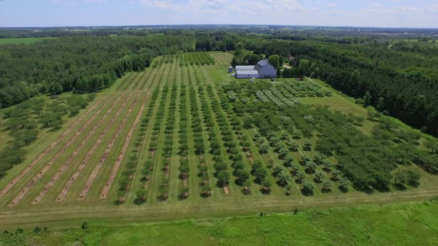 Rising up tilting down showing whole orchard (Forestville, WI - July 2015)