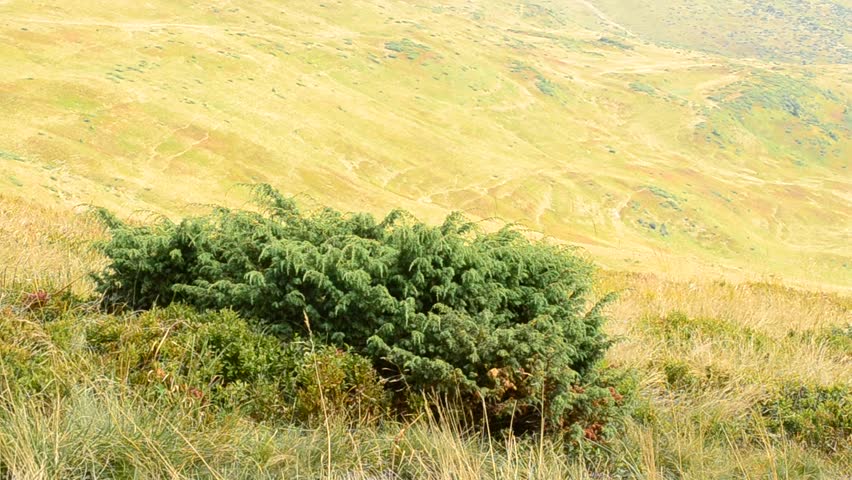 Beautiful landscape with creeping lush green juniper and dry meadow grass blown by wind on background of yellow hills in late summer in Carpathian Mountains, Western Ukraine. Juniperus sabina