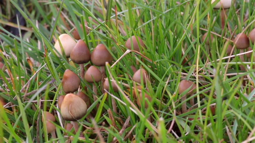 Liberty Caps Psilocybin Magic Psychedelic Stock Footage Video (100%  Royalty-free) 11952455 | Shutterstock