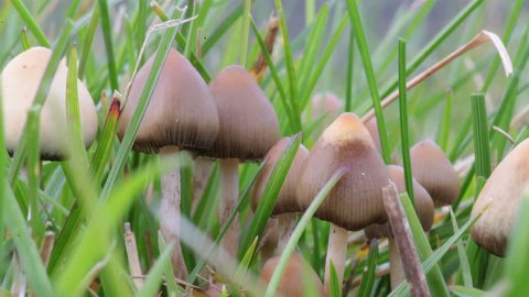 Liberty caps psilocybin magic psychedelic mushrooms growing in grass macro zoom in 4k