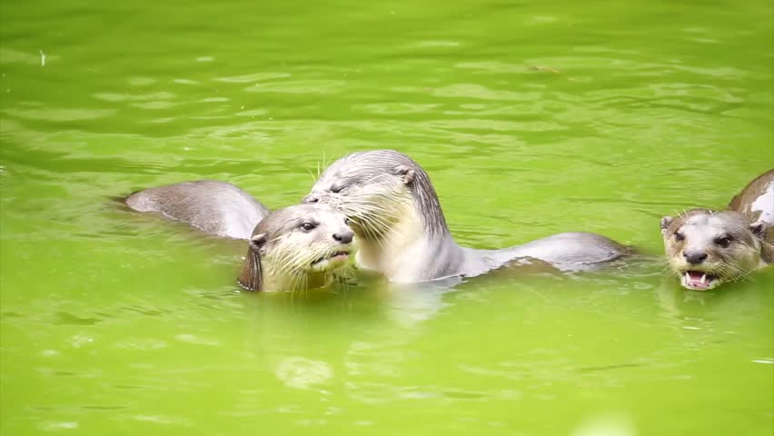Footage of cute animal Otter or scientifically known as lutra lutra play hug and dive in a green tropical pond under good lighting condition during broad day light in tropical setting.