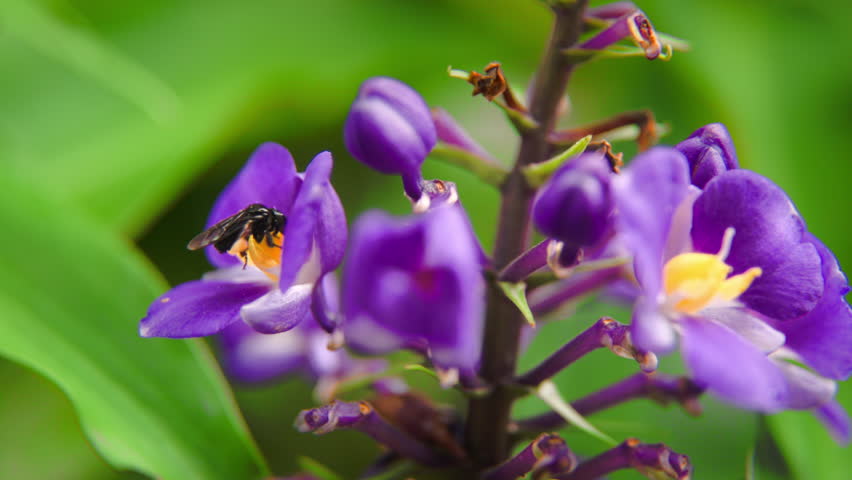 Stingless bee collecting pollen from purple flower and flying off in Rio de Janeiro, Brazil