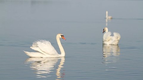 White swans on the water on lake Balaton in Hungary