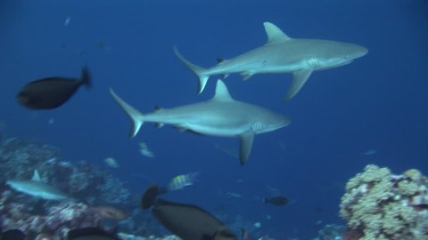 Grey Reef shark swimming along the reef with blue water background, Yap, Micronesia, Pacific Ocean