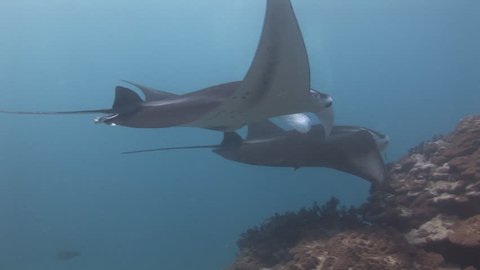 Manta rays, Manta alfredi, being cleaned at a cleaning station by small fish, Yap, Micronesia, Pacific Ocean