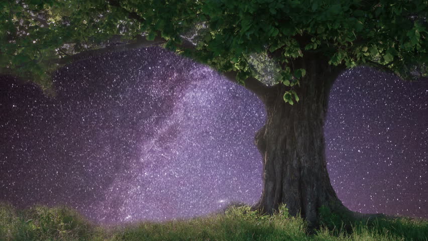 Lonely oak under starry sky