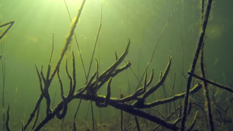 Branches of freswater sponge (Spongilla lacustris) in the bottom of a lake.